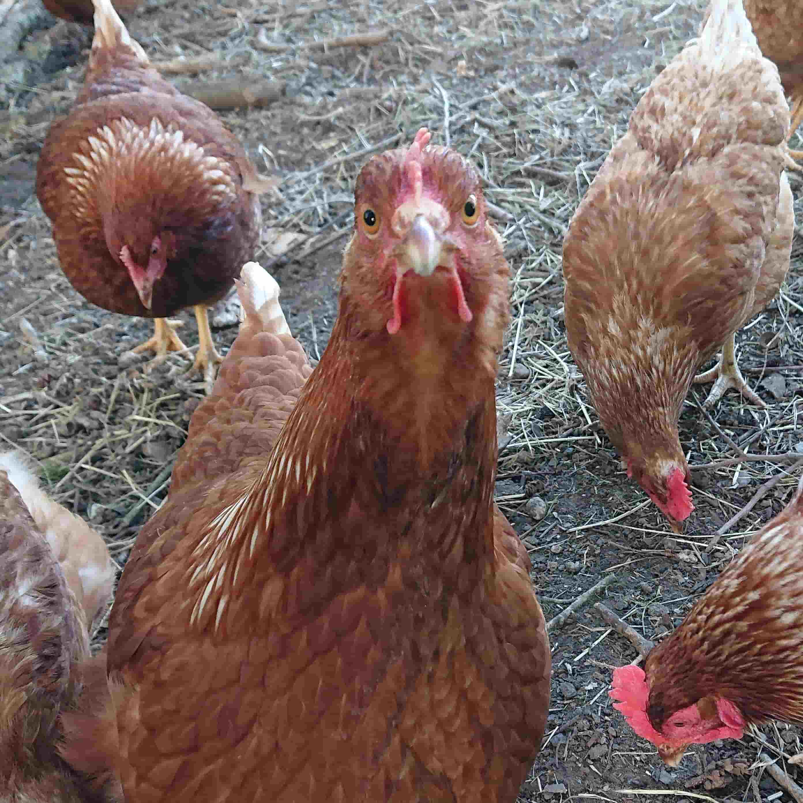 De økologiske høns hos Vivis Pryd er Isa Brown, der ligger brune æg.